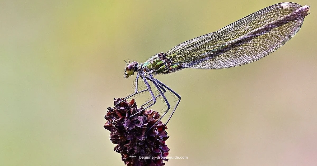 Dragonfly Drone Basics - Beginner Drone Guide