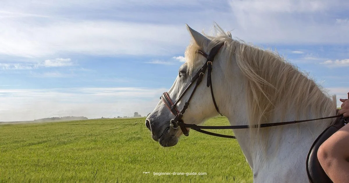 Sky Rider Review - Beginner Drone Guide