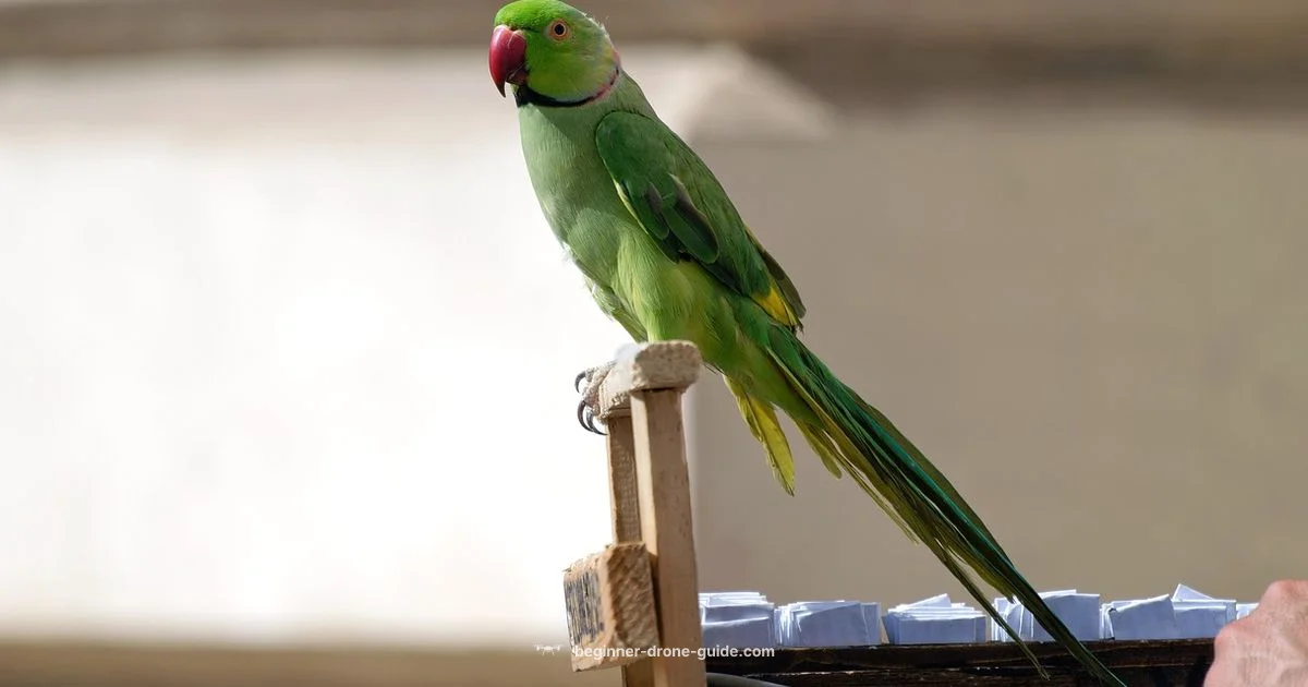 Anafi Parrot Guide - Beginner Drone Guide