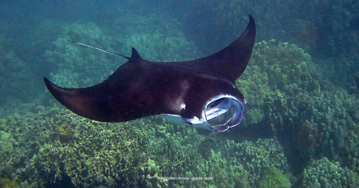 Manta Ray Drone - Beginner Drone Guide