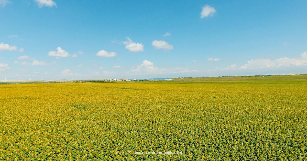 Drone Look Guide - Beginner Drone Guide