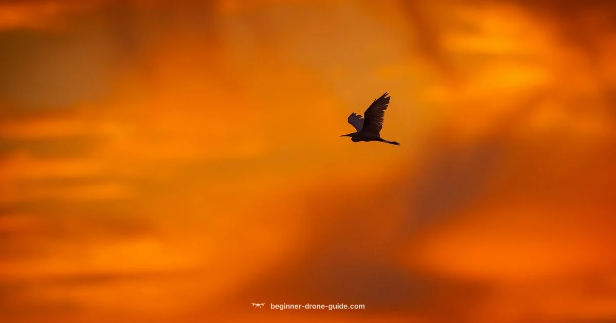 Drone Near Me - Beginner Drone Guide