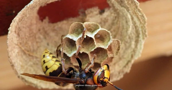 Drone vs Hornets Nest - Beginner Drone Guide