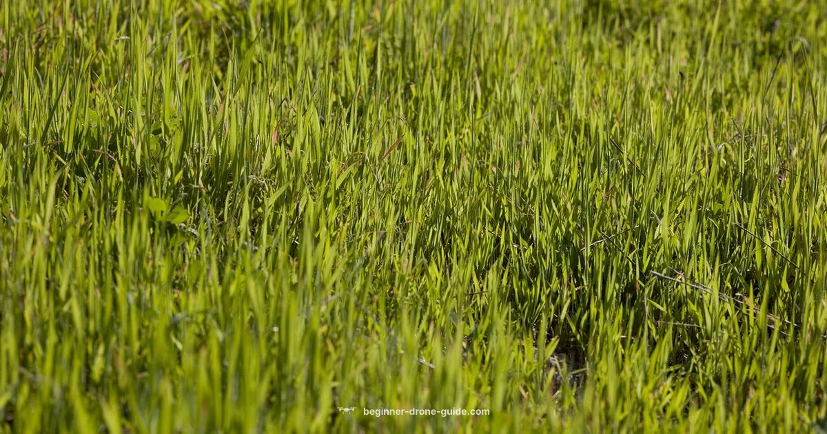 Mini in Flight - Beginner Drone Guide