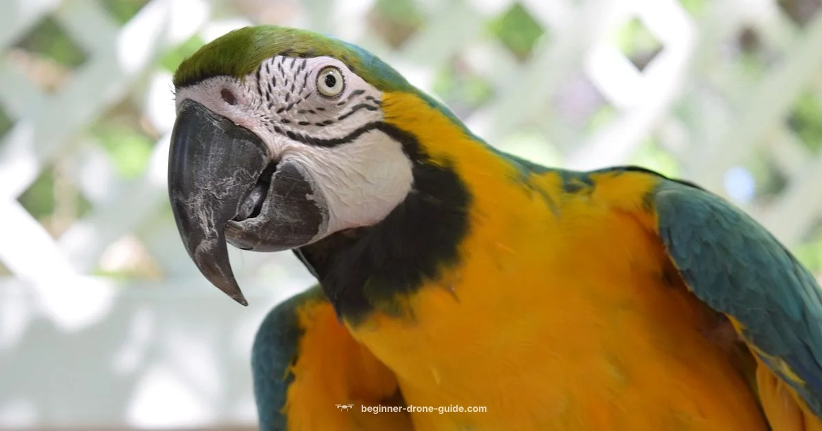 Bebop 2 Guide - Beginner Drone Guide