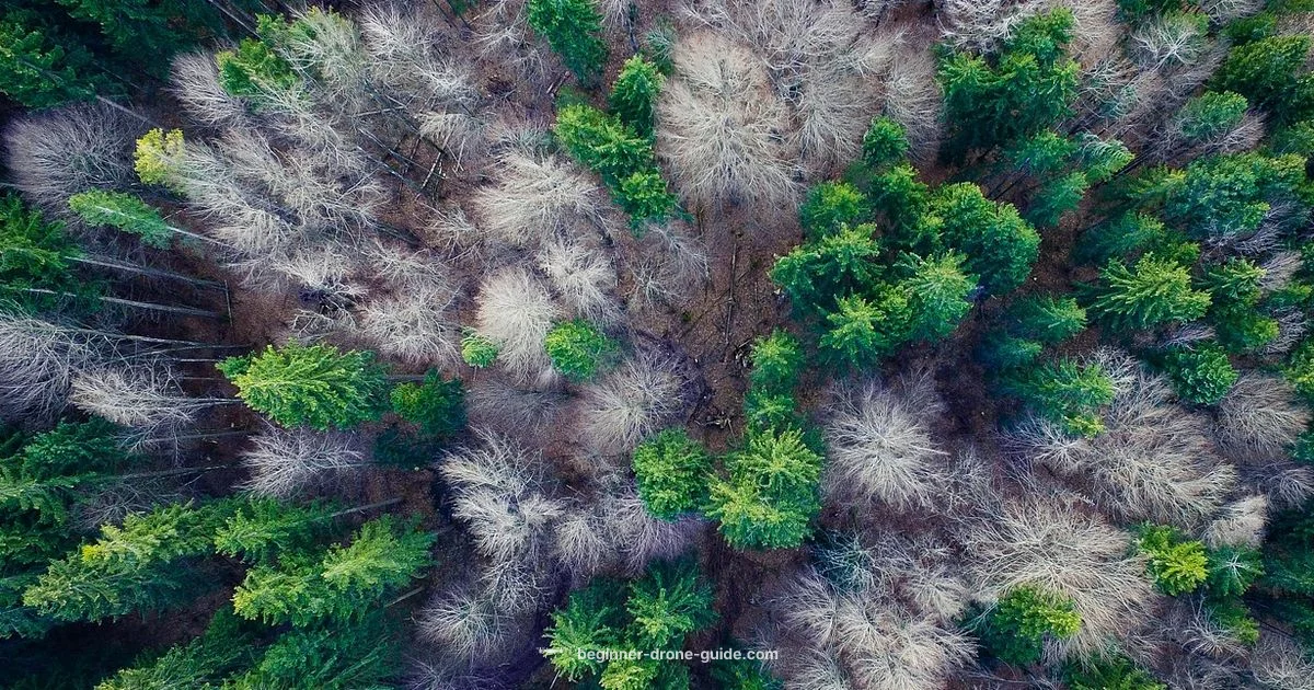 Drone Videography Basics - Beginner Drone Guide