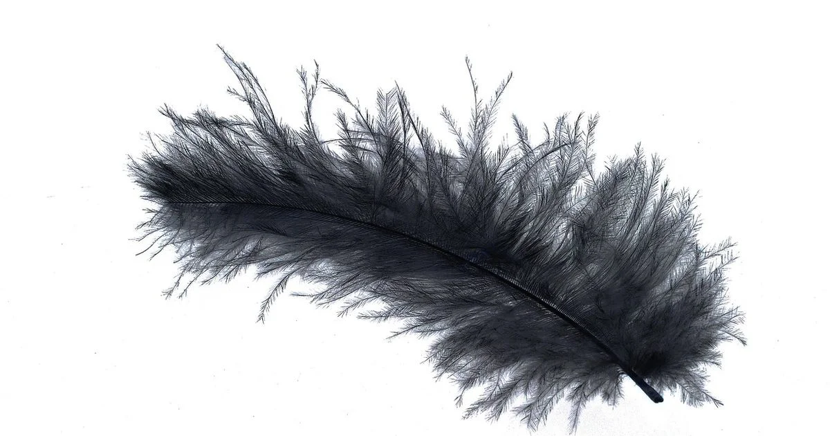 Feather Drone Start - Beginner Drone Guide