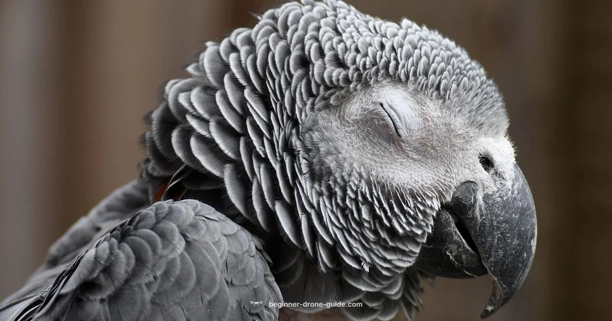 Beginner Flight - Beginner Drone Guide