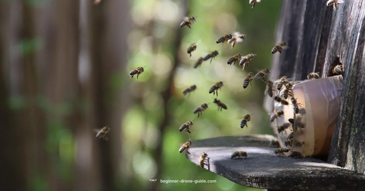 Drone Bee Origins - Beginner Drone Guide