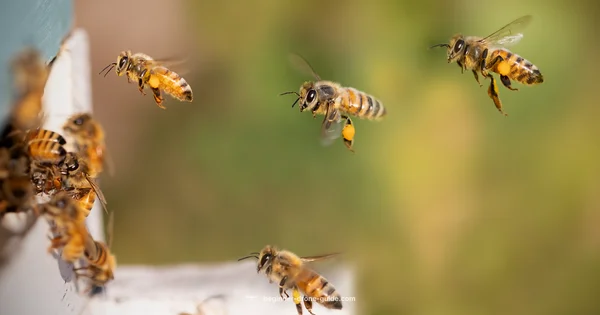 Drone Bees Depart - Beginner Drone Guide