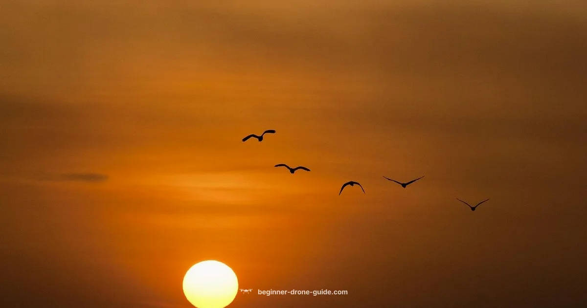 Drones in Action Drones in Action - Beginner Drone Guide