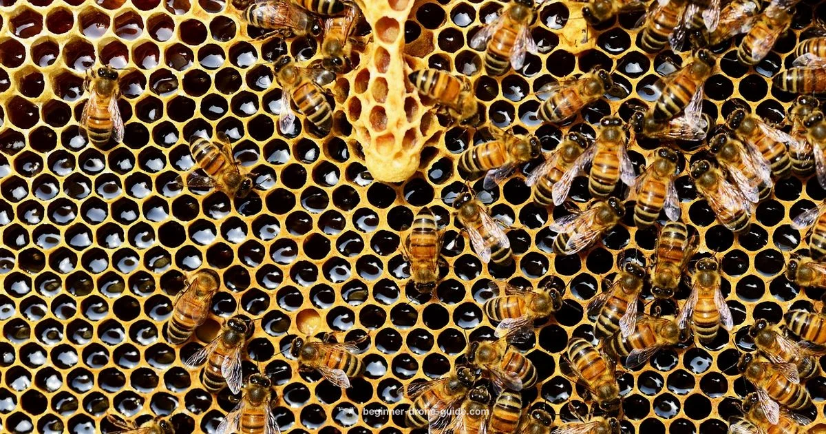 Drones and Honey - Beginner Drone Guide
