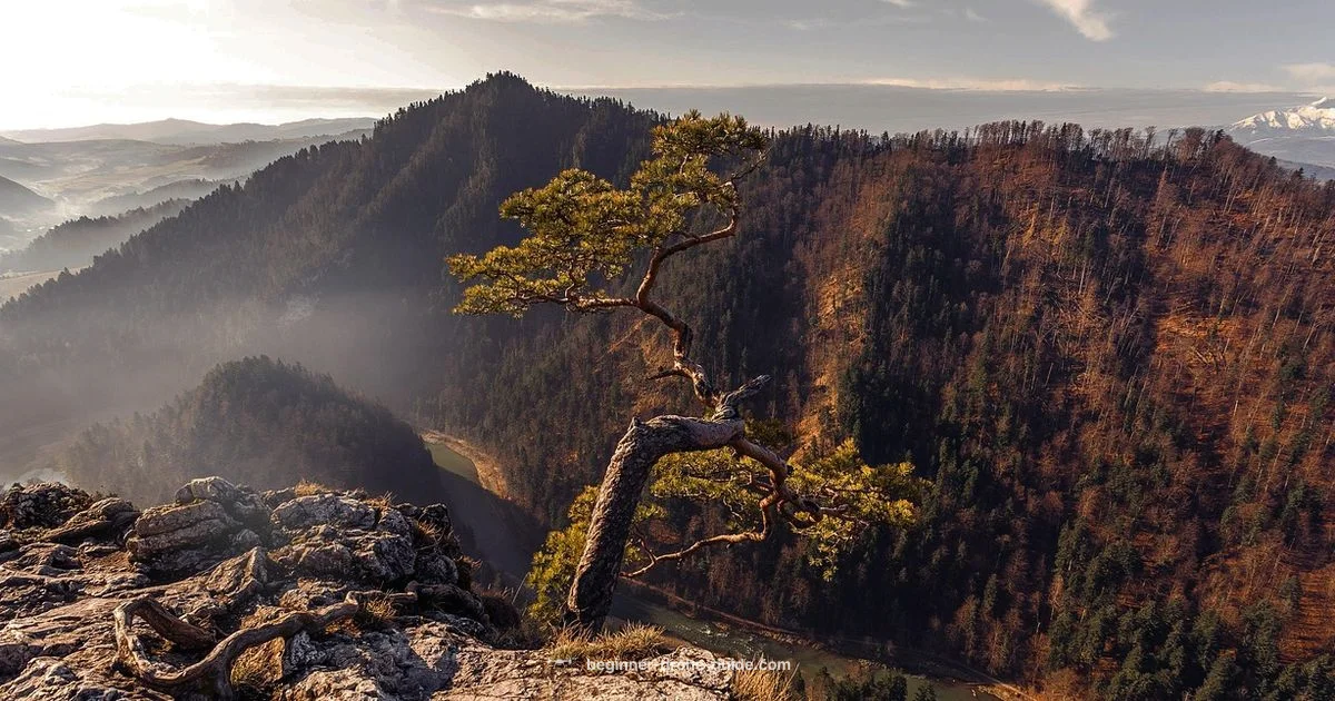 DJI Black Friday Picks - Beginner Drone Guide