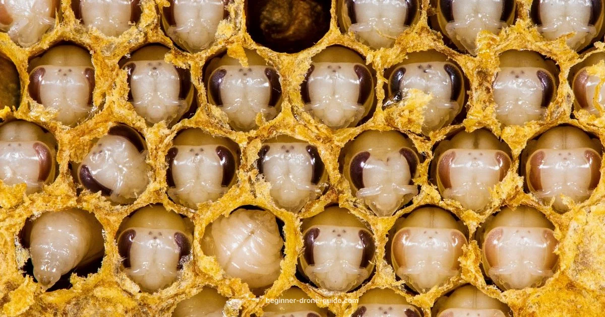 Drone Gender Guide - Beginner Drone Guide