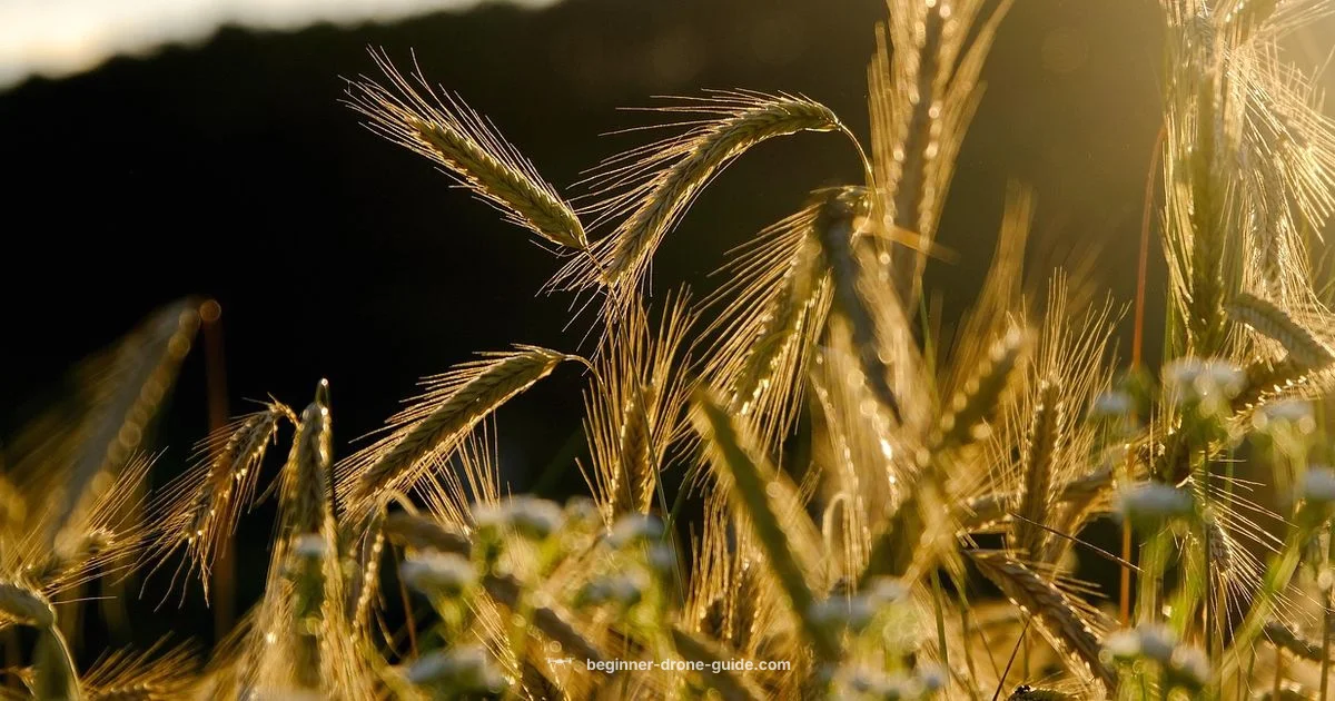 DJI Agri Drone Guide - Beginner Drone Guide
