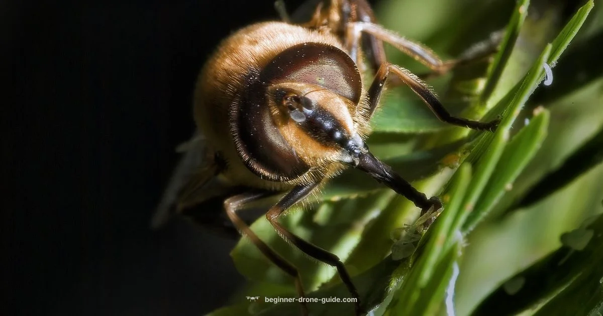 Small Drone Basics - Beginner Drone Guide