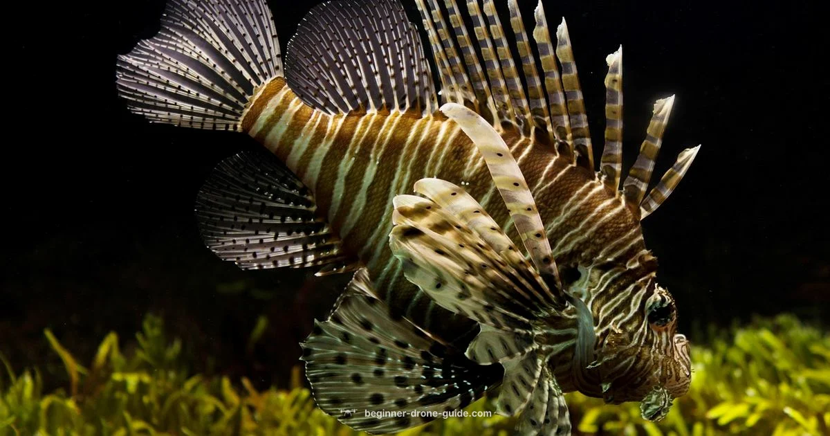 Fish Drone Guide - Beginner Drone Guide
