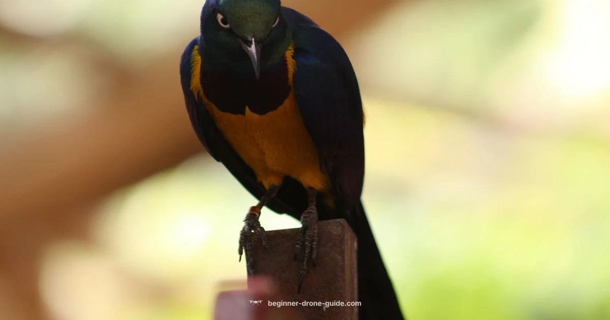 Parrot Bebop 2 Review - Beginner Drone Guide