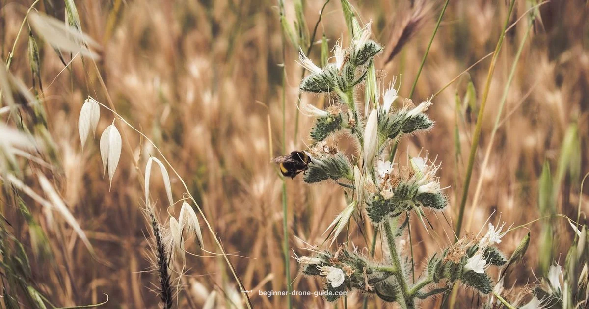 Drone vs Bee - Beginner Drone Guide