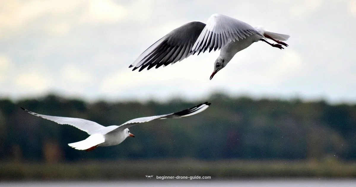 Wind Check Guide - Beginner Drone Guide