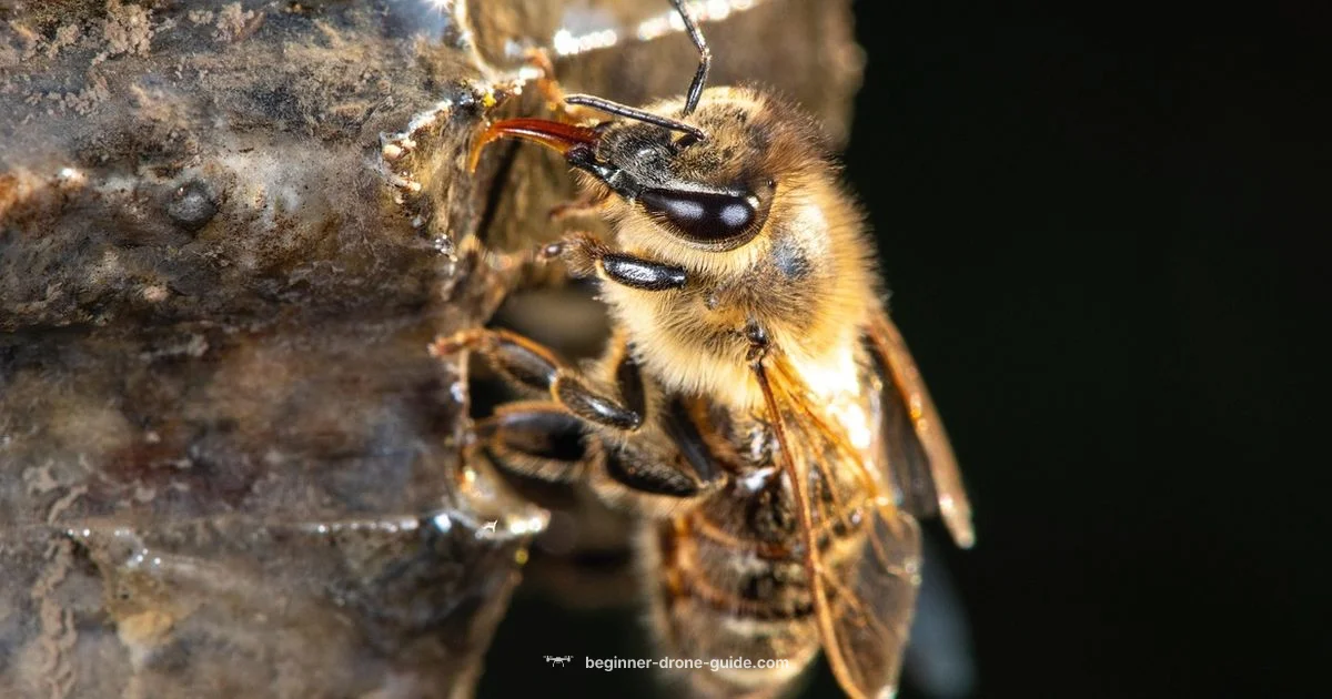 Drones and the Hive - Beginner Drone Guide