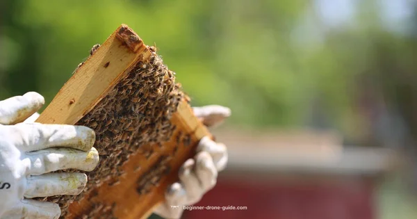 Drone Bee Mortality - Beginner Drone Guide