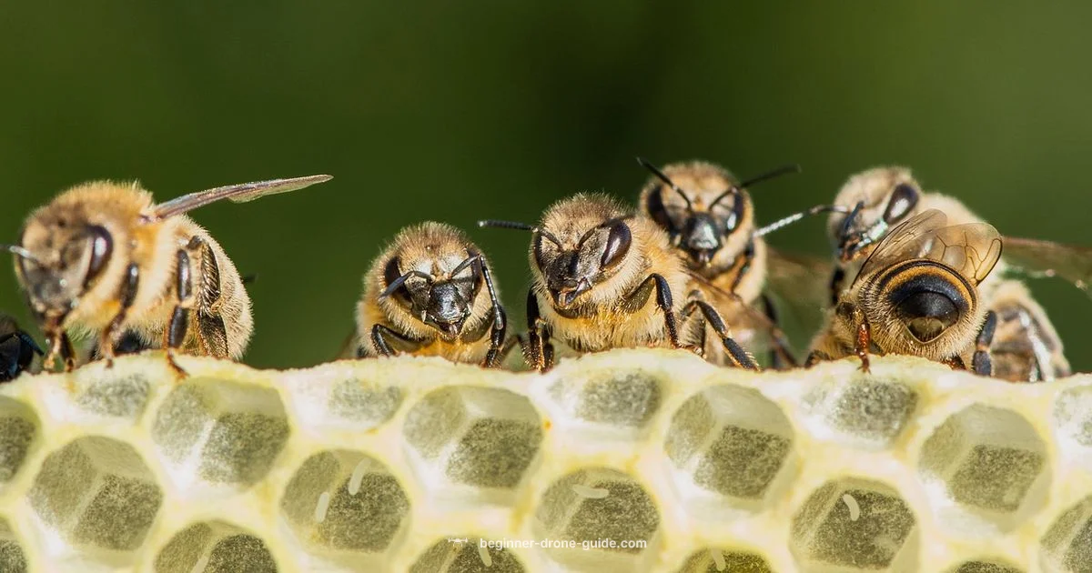 Drone Bee Formation Drone Bee Formation - Beginner Drone Guide