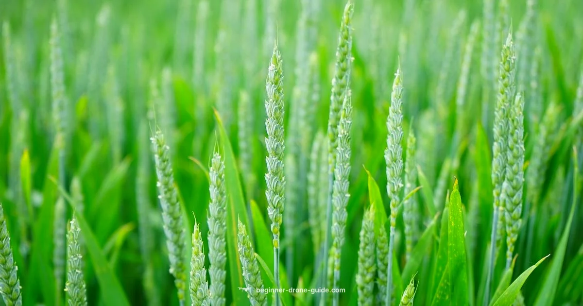 Precision Agriculture Drone - Beginner Drone Guide