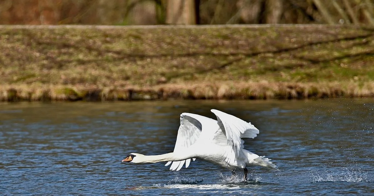 Avata Drone Basics - Beginner Drone Guide