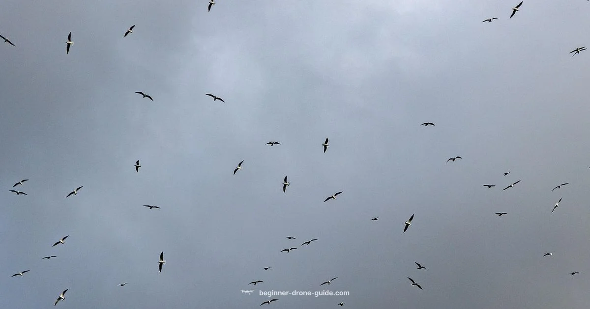 Drone Swarm Basics - Beginner Drone Guide