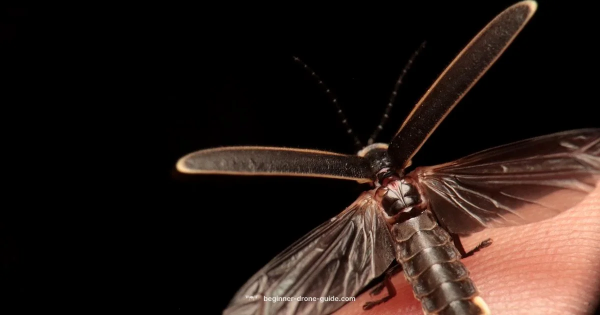 Beginner Firefly Drone - Beginner Drone Guide