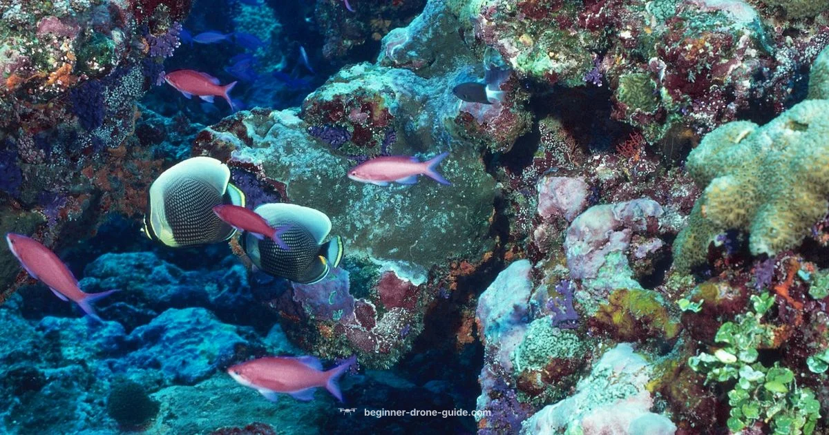 Underwater Drone Guide - Beginner Drone Guide