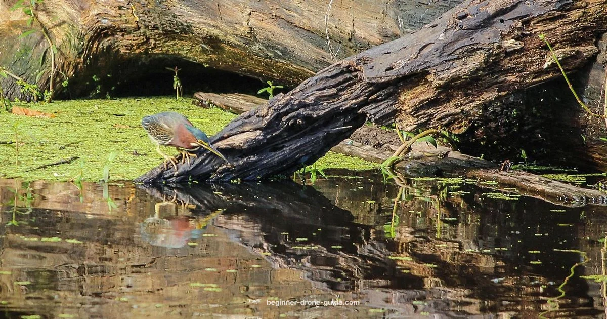 Louisiana Drone Fishing - Beginner Drone Guide