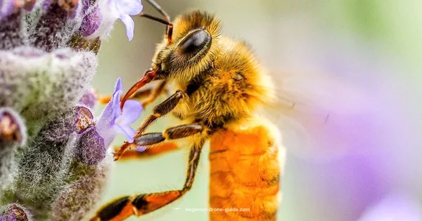 Drones vs Bees - Beginner Drone Guide