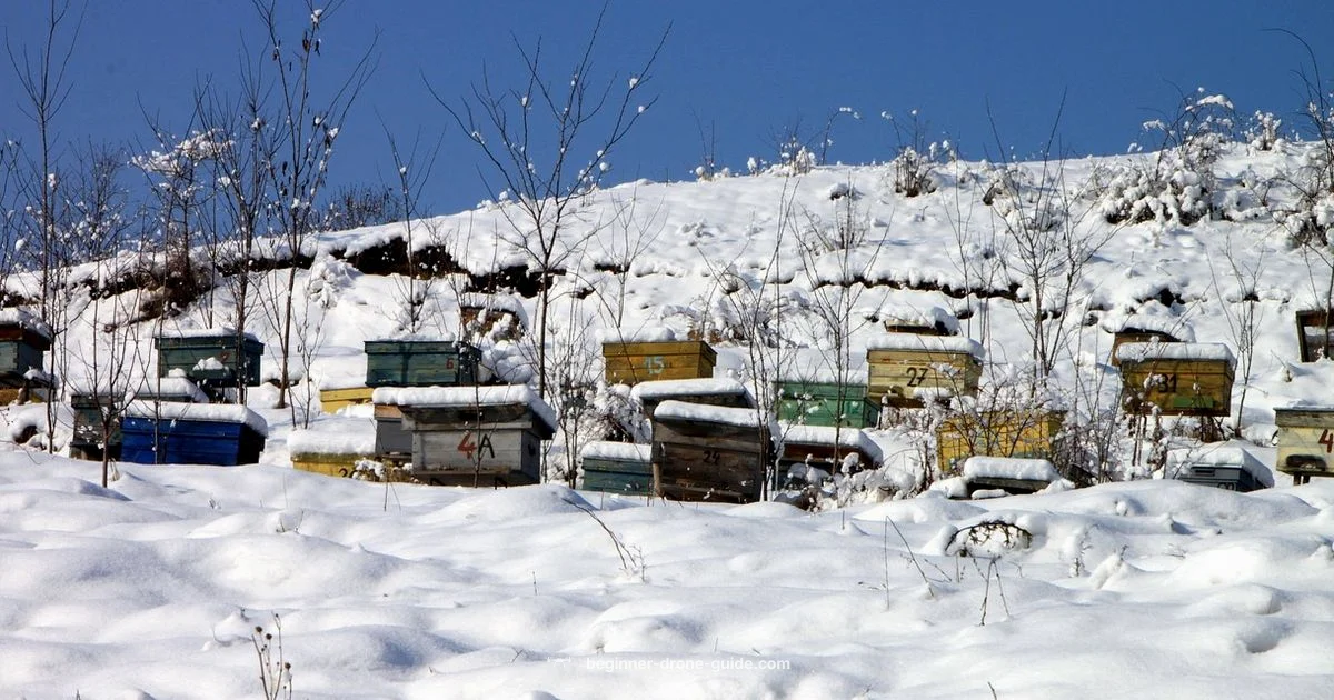 Winter Drone Bees - Beginner Drone Guide