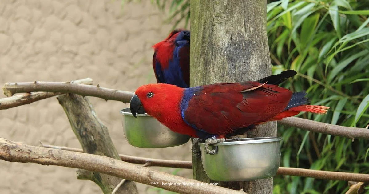 Beginner Flight Guide - Beginner Drone Guide