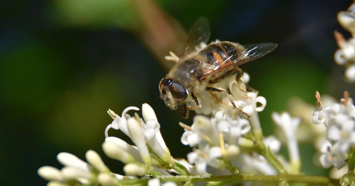 Drone Bees Overview Drone Bees Overview - Beginner Drone Guide