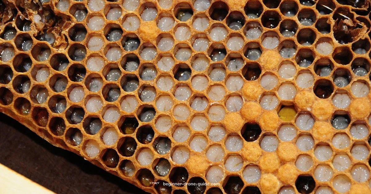 Bee Stinger Facts - Beginner Drone Guide