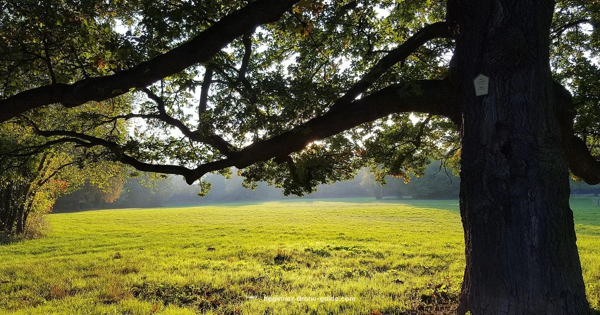 Quiet Drones Explained - Beginner Drone Guide