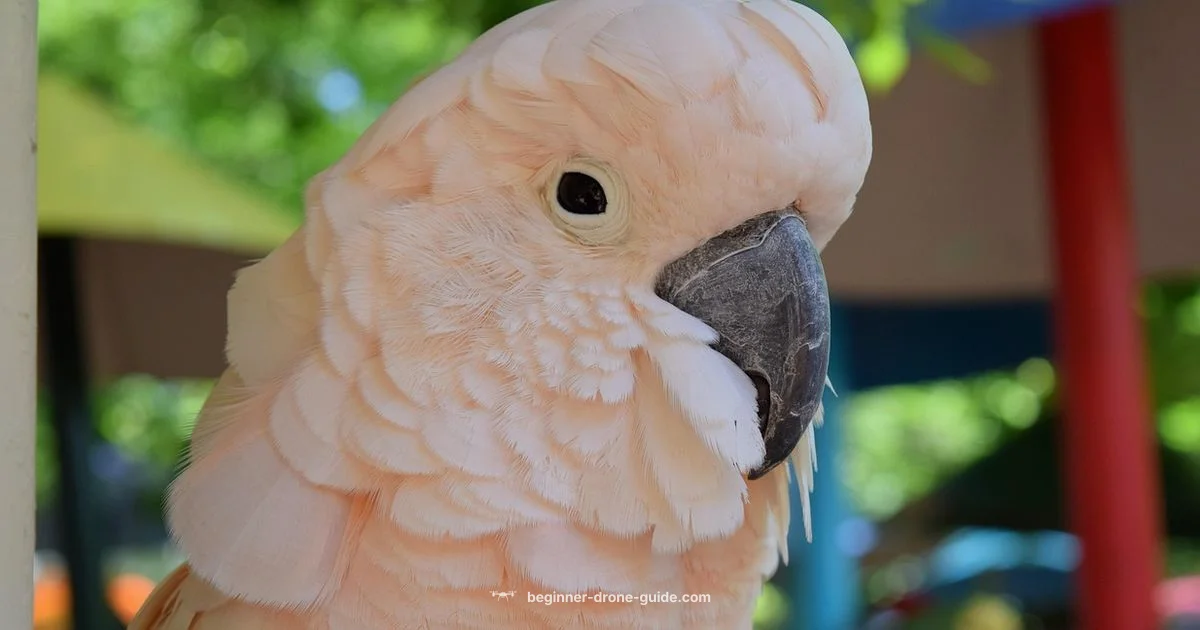 Anafi AI Review - Beginner Drone Guide