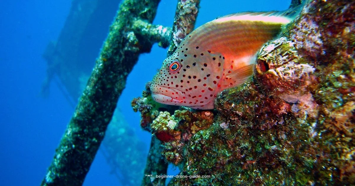 Underwater Flight Drone - Beginner Drone Guide