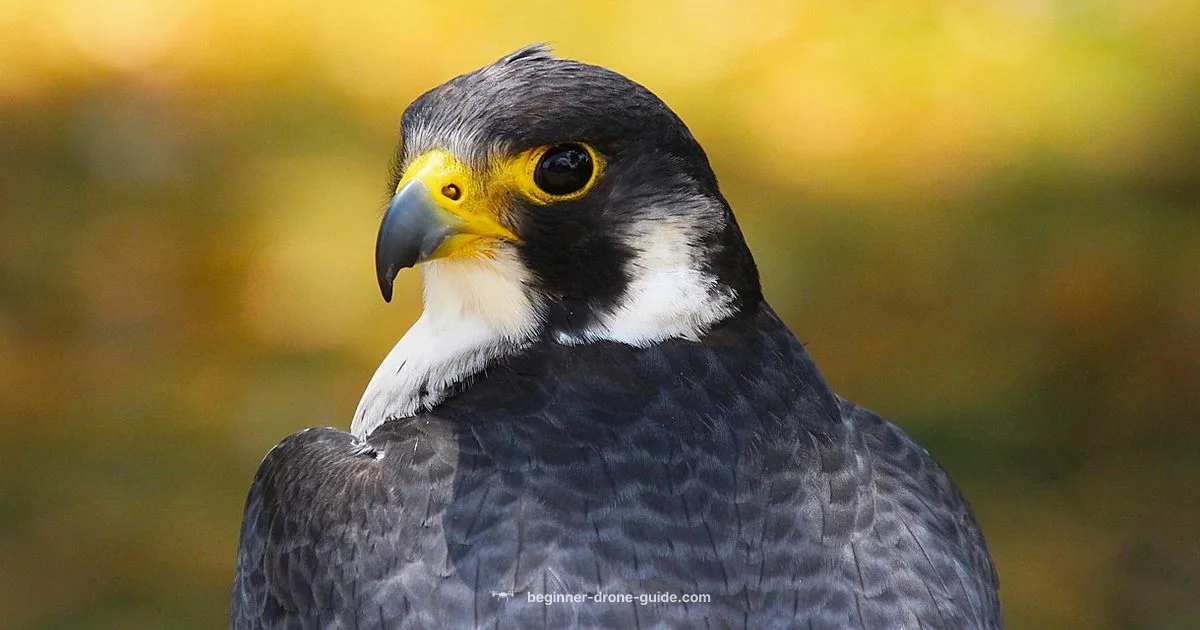 Black Falcone Drone Black Falcone Drone - Beginner Drone Guide