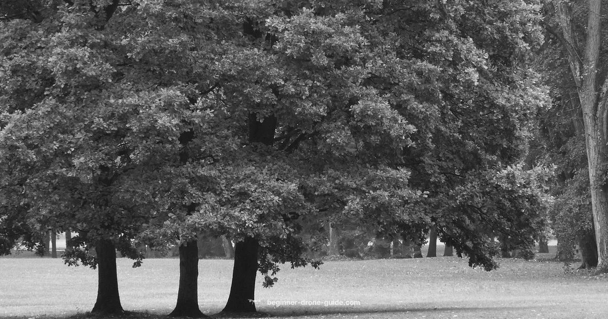 Skyward Drones 101 - Beginner Drone Guide