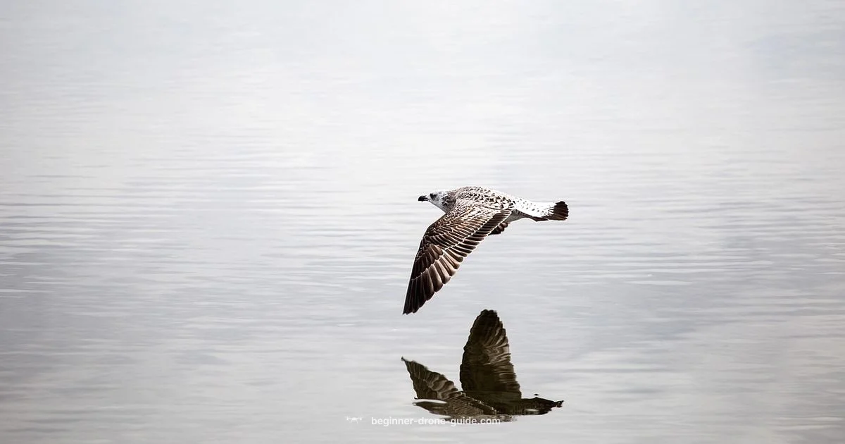 Airplane Drones 101 - Beginner Drone Guide