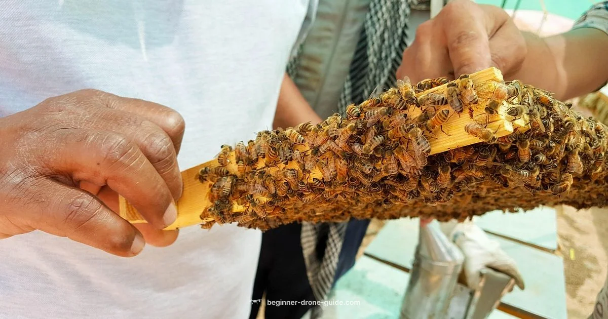Drone Bee Sex - Beginner Drone Guide