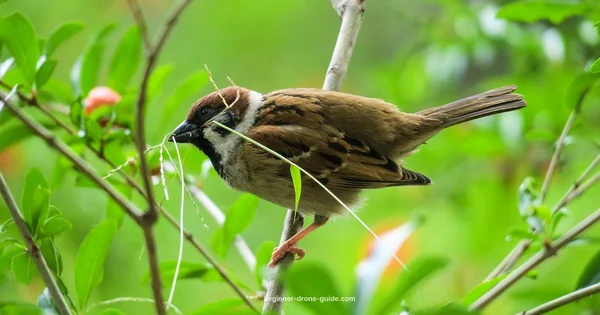 Lightweight Drone Guide - Beginner Drone Guide