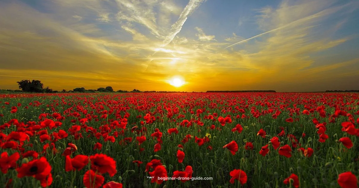 Offline Flight - Beginner Drone Guide