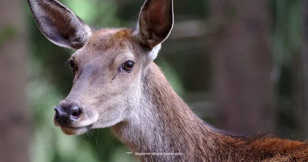 Deer Recovery - Beginner Drone Guide