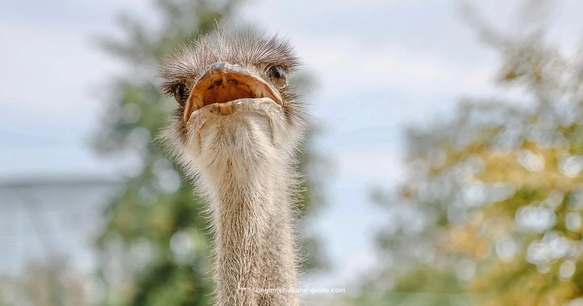 Bird-Safe Flight - Beginner Drone Guide