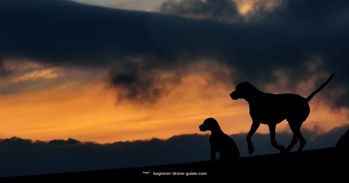 Drone Comparison - Beginner Drone Guide